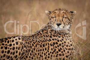Close-up of cheetah lying with eyes closed