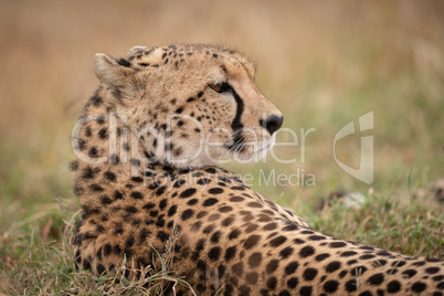 Close-up of cheetah lying with turned head