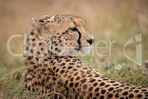 Close-up of cheetah lying with turned head