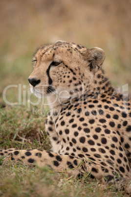 Close-up of cheetah on grass looking ahead