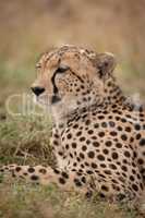 Close-up of cheetah on grass looking ahead