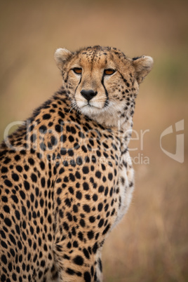 Close-up of cheetah sitting looking over shoulder
