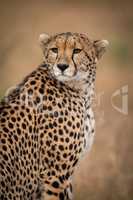Close-up of cheetah sitting looking over shoulder