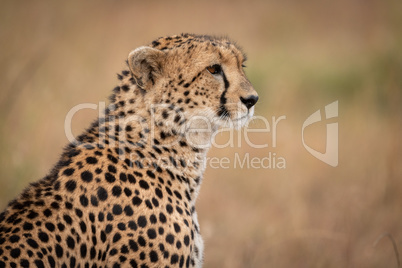 Close-up of cheetah sitting in grassy plain