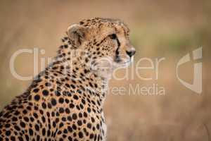 Close-up of cheetah sitting in grassy plain