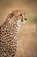 Close-up of cheetah sitting staring in grass