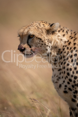 Close-up of cheetah sitting stained with blood