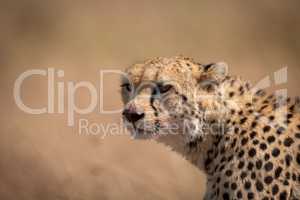 Close-up of cheetah sitting with bloodied face