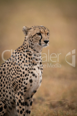 Close-up of cheetah sitting staring in grassland