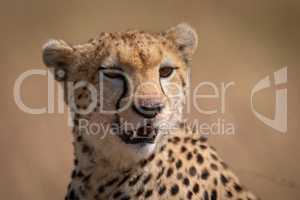 Close-up of cheetah sitting with bloody face