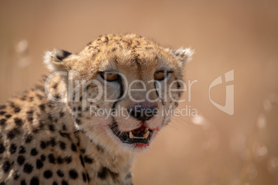 Close-up of cheetah sitting with bloody lips