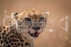 Close-up of cheetah sitting with bloody lips