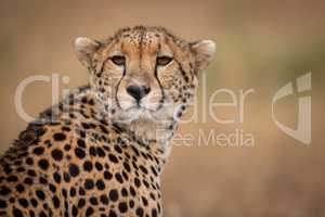 Close-up of cheetah sitting with head turned