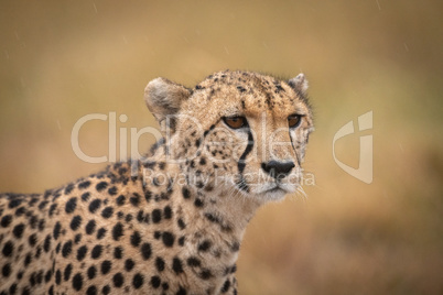 Close-up of cheetah standing staring in grassland