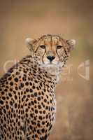 Close-up of cheetah turning head towards camera