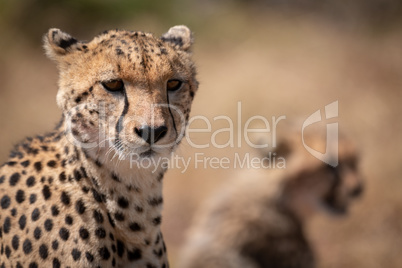 Close-up of cheetah with blurred cub behind