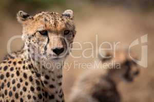 Close-up of cheetah with blurred cub behind