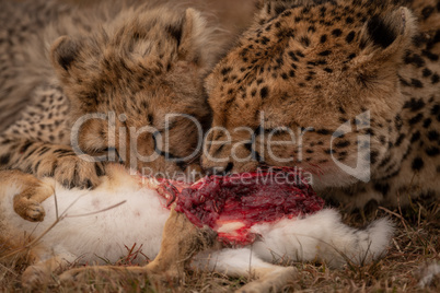 Close-up of cheetah with cub chewing hare
