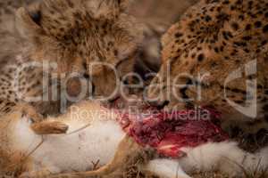 Close-up of cheetah with cub eating hare