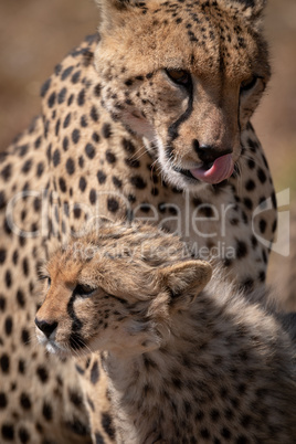 Close-up of cheetah with cub licking lips