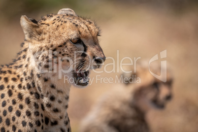 Close-up of cheetah yawning beside blurred cub