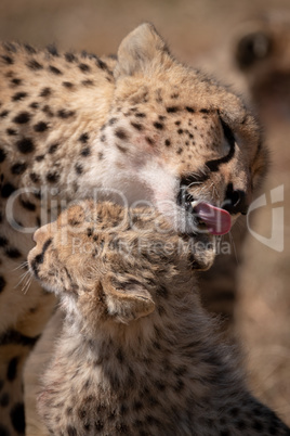 Close-up of cub being licked by cheetah