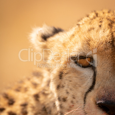 Close-up of left half of cheetah face