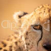 Close-up of left half of cheetah face