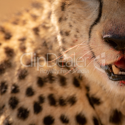 Close-up of left quarter of cheetah face