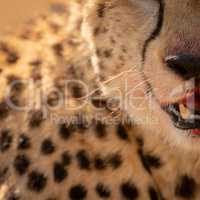 Close-up of left quarter of cheetah face