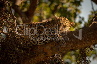 Close-up of leopard lying asleep on branch