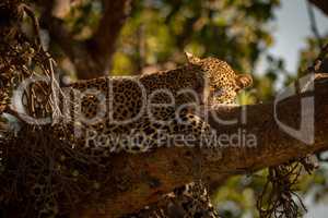 Close-up of leopard lying asleep on branch