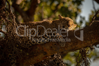 Close-up of leopard lying on branch asleep