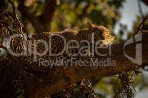 Close-up of leopard lying on branch asleep