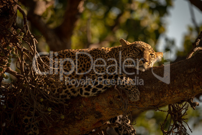 Close-up of leopard lying on branch sleepily