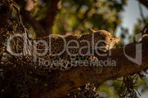 Close-up of leopard lying on branch sleepily