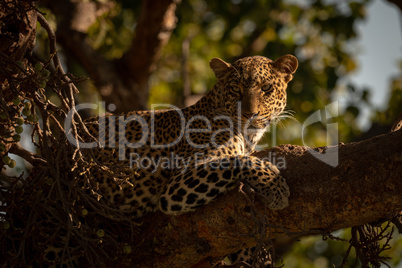Close-up of leopard lying on branch watchfully