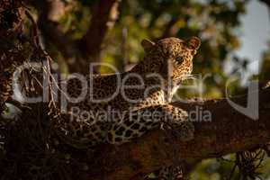 Close-up of leopard lying on branch watchfully