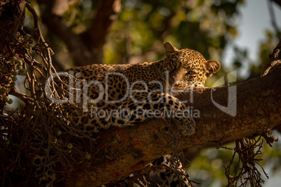 Close-up of leopard lying sleepily in tree