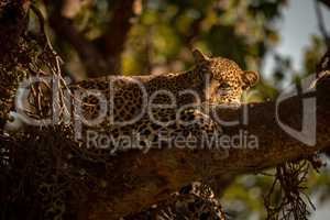 Close-up of leopard lying sleepily in tree