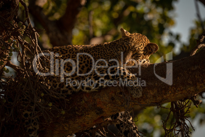 Close-up of leopard lying sleepily on branch