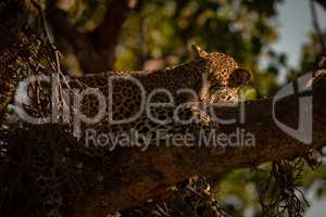 Close-up of leopard lying sleepily on branch