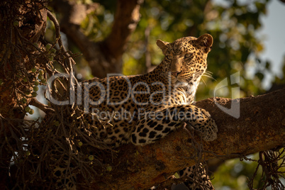 Close-up of leopard lying watchfully on branch