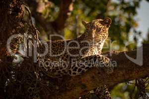 Close-up of leopard lying watchfully on branch