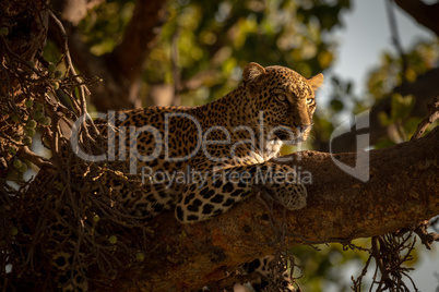 Close-up of leopard on branch looking ahead