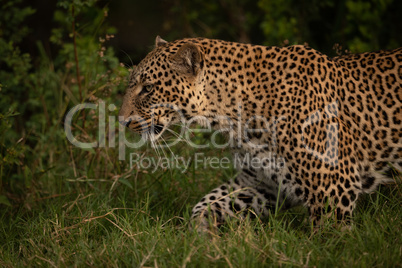 Close-up of leopard walking through long grass