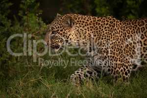 Close-up of leopard walking through long grass