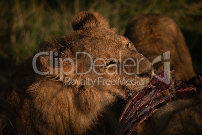 Close-up of lioness biting ribs of carcase