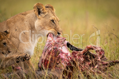 Close-up of lioness and cub eating kill