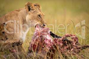 Close-up of lioness and cub eating kill